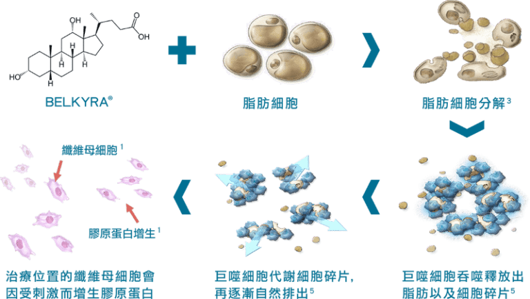 BELKYRA 雙下巴溶脂機制：BELKYRA 進入脂肪細胞後誘導脂肪分解、引發免疫反應、巨噬細胞吞噬碎片、肝臟代謝排出