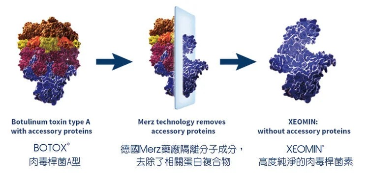 從含複合蛋白的 A 型肉毒桿菌素（如 BOTOX®），經德國 Merz 隔離分子技術去除相關蛋白複合物，最終得到高度純淨的 XEOMIN® 肉毒桿菌素